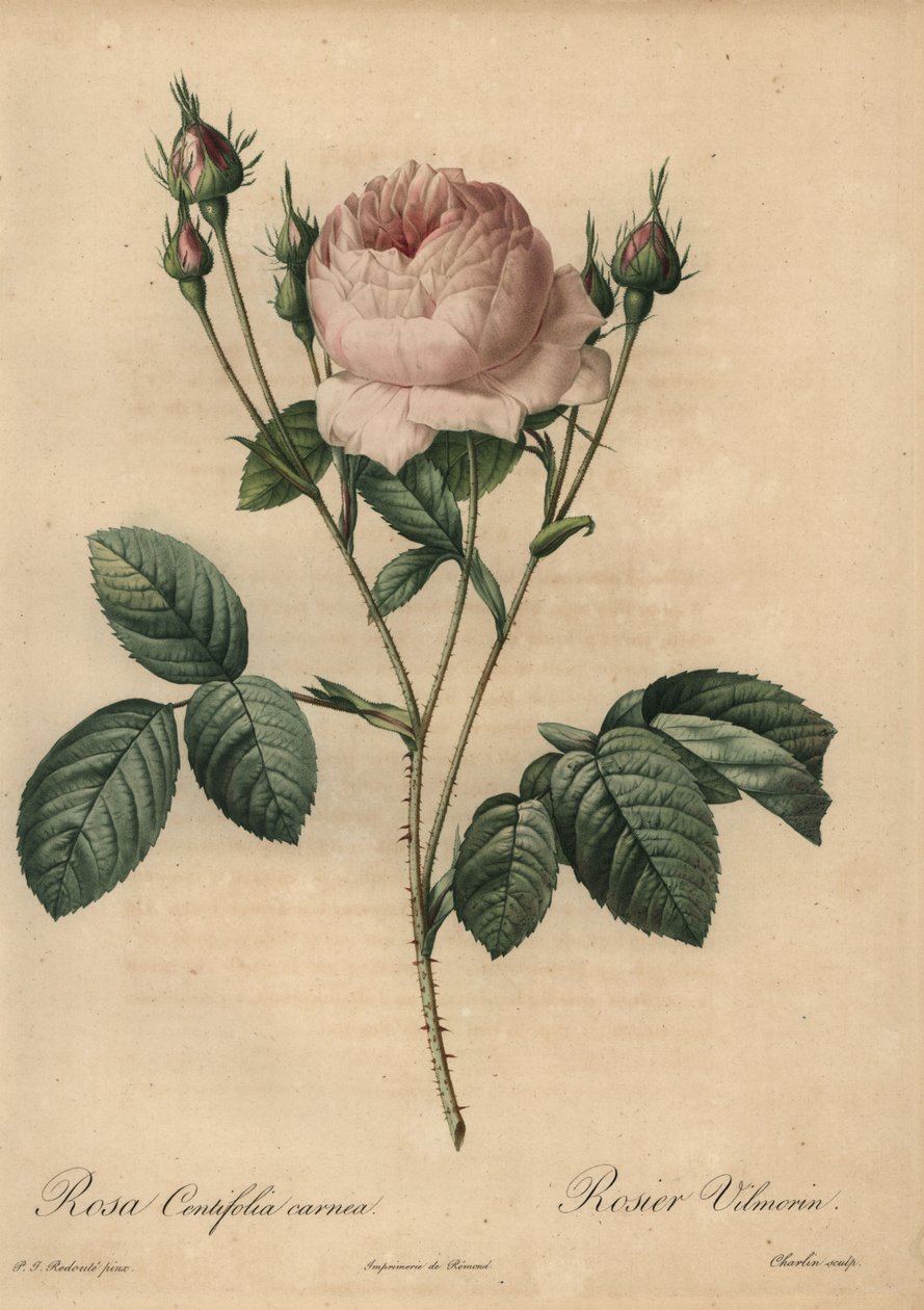 Roze roos, Rosa centifolia carnea door Pierre Joseph Redouté