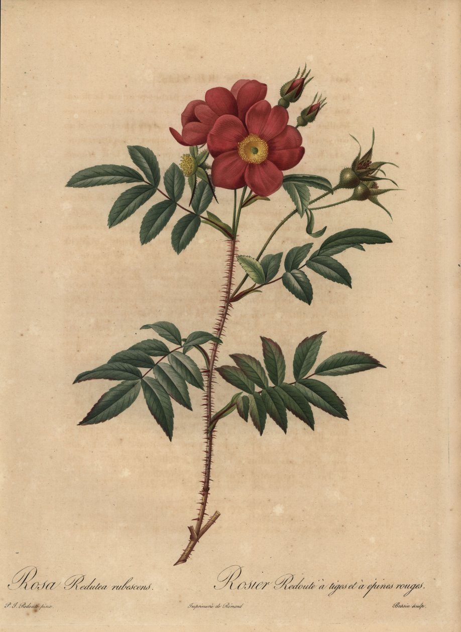 Rode roos, Rosa door Pierre Joseph Redouté
