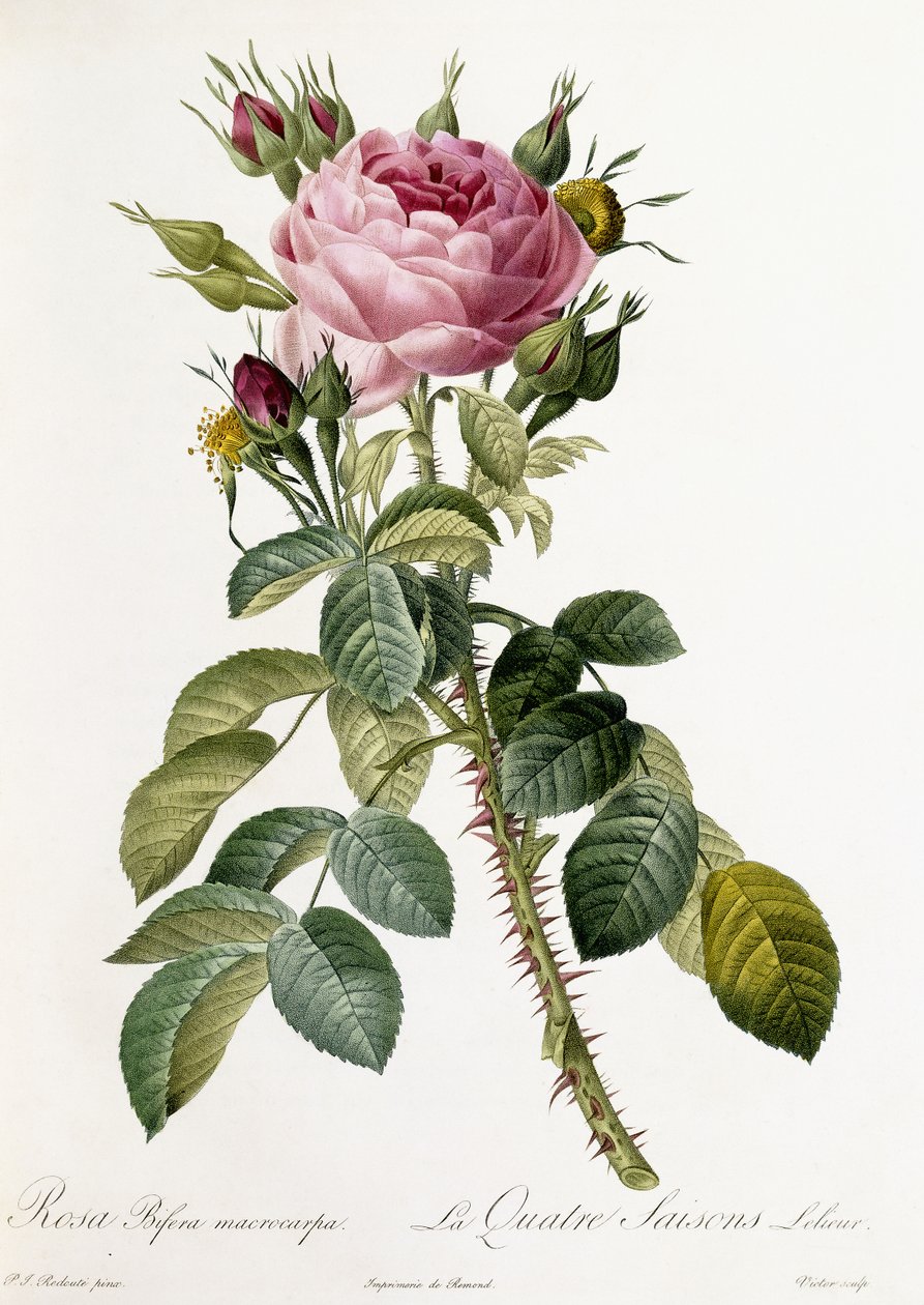 Rosa Bifera macrocarpa, 1817-1824 door Pierre Joseph Redouté