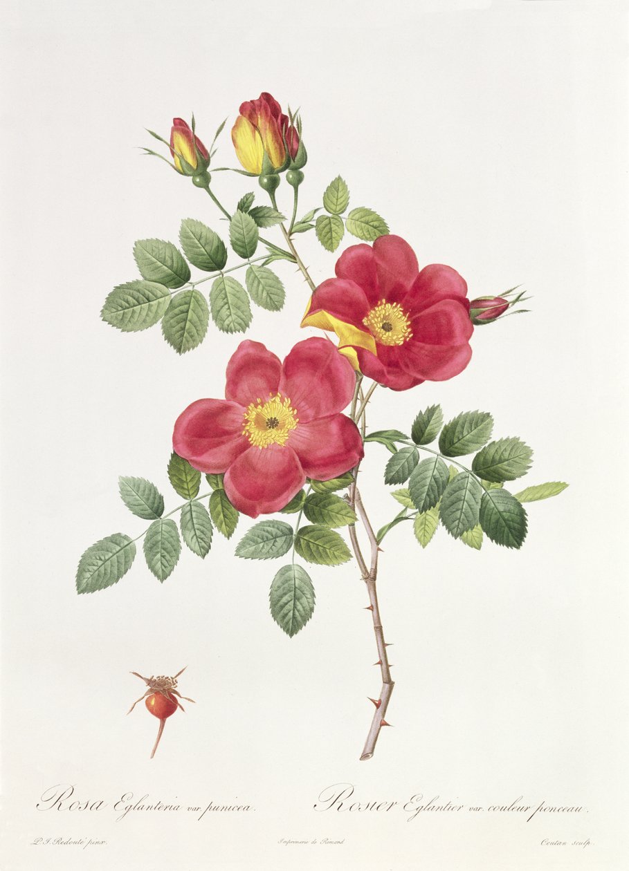 Rosa Eglantera Punicea door Pierre Joseph Redouté