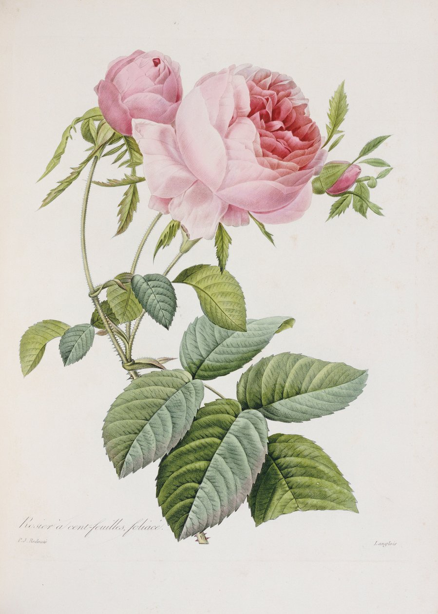 Roos, gegraveerd door Eustache Hyacinthe Langlois door Pierre Joseph Redouté
