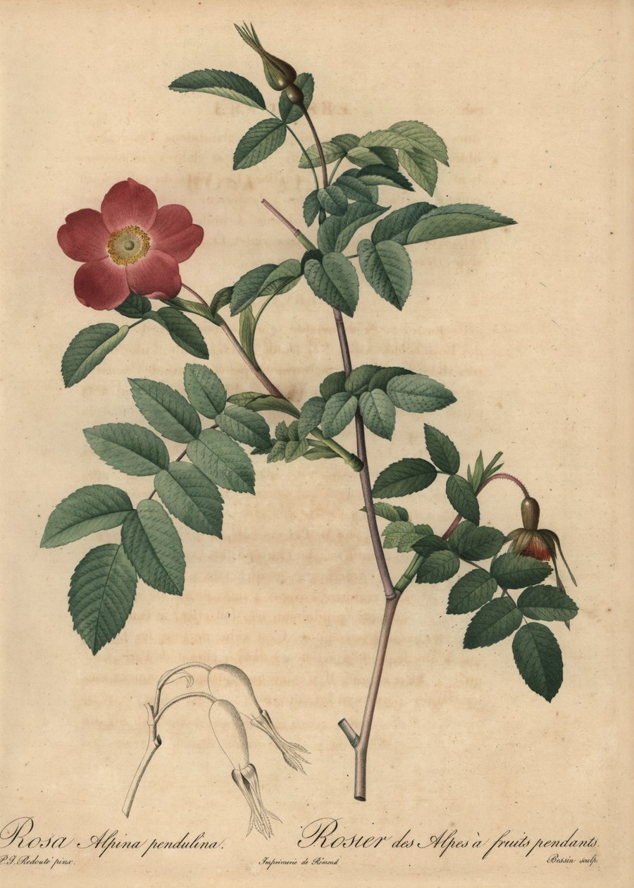 Scharlaken alpenroos, Rosa pendulina door Pierre Joseph Redouté