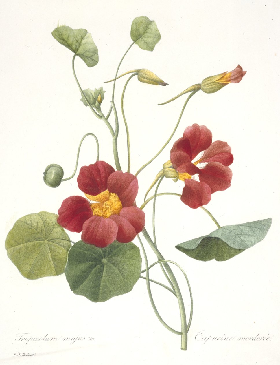 Tropaeolum majus (Tuinnasturtium), 1827 door Pierre Joseph Redouté