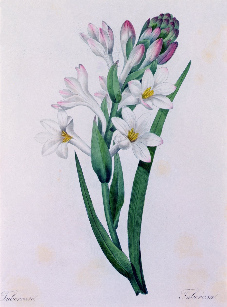 Tuberosa door Pierre Joseph Redouté