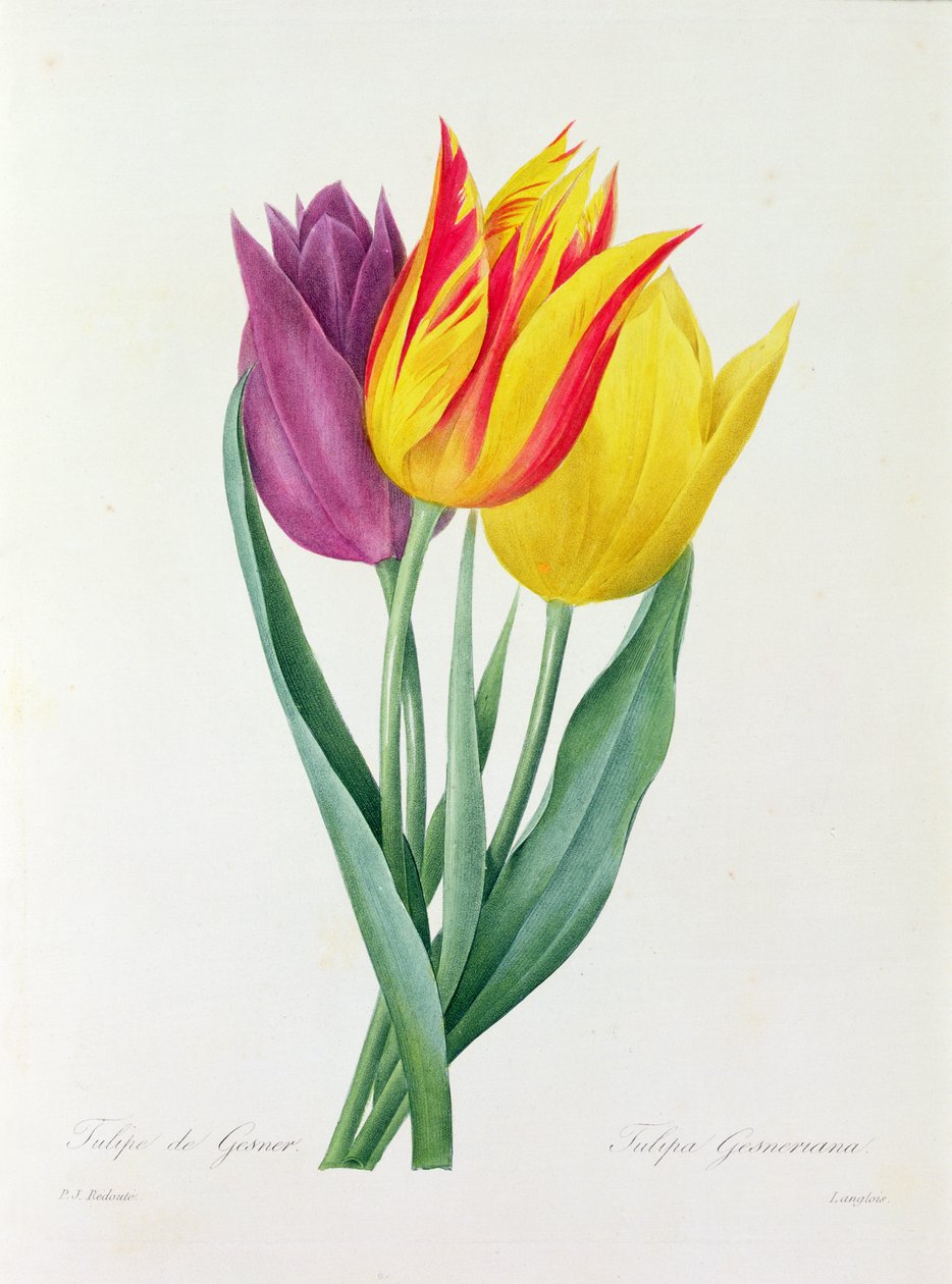 Tulipa Gesneriana door Pierre Joseph Redouté