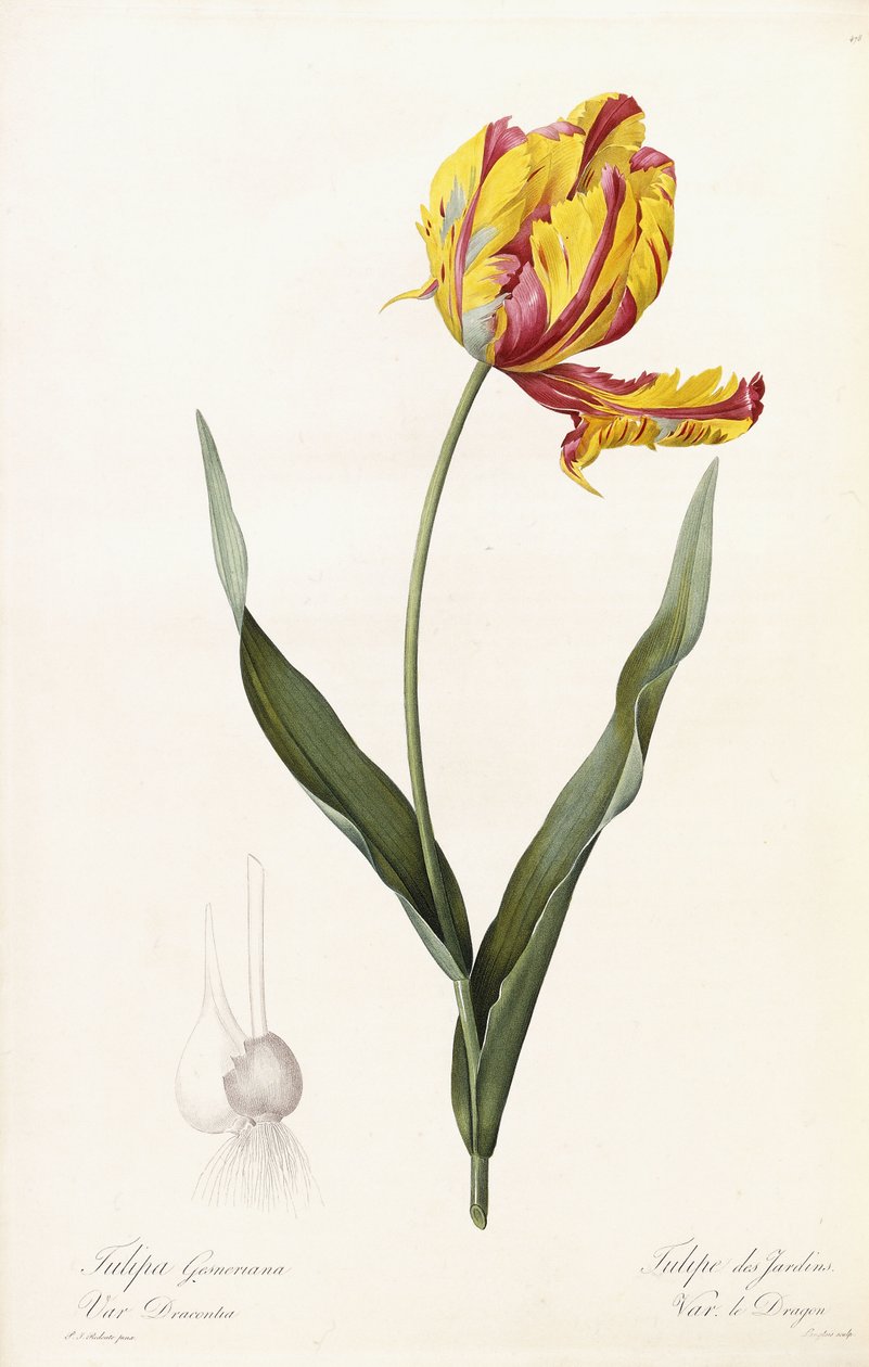 Tulipa Gesneriana - Tuin tulp door Pierre Joseph Redouté