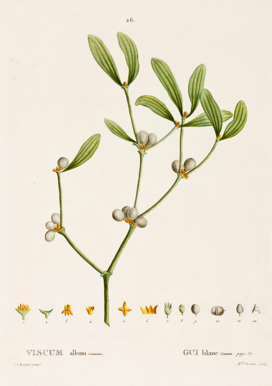 Viscum album L. Maretak door Pierre Joseph Redouté