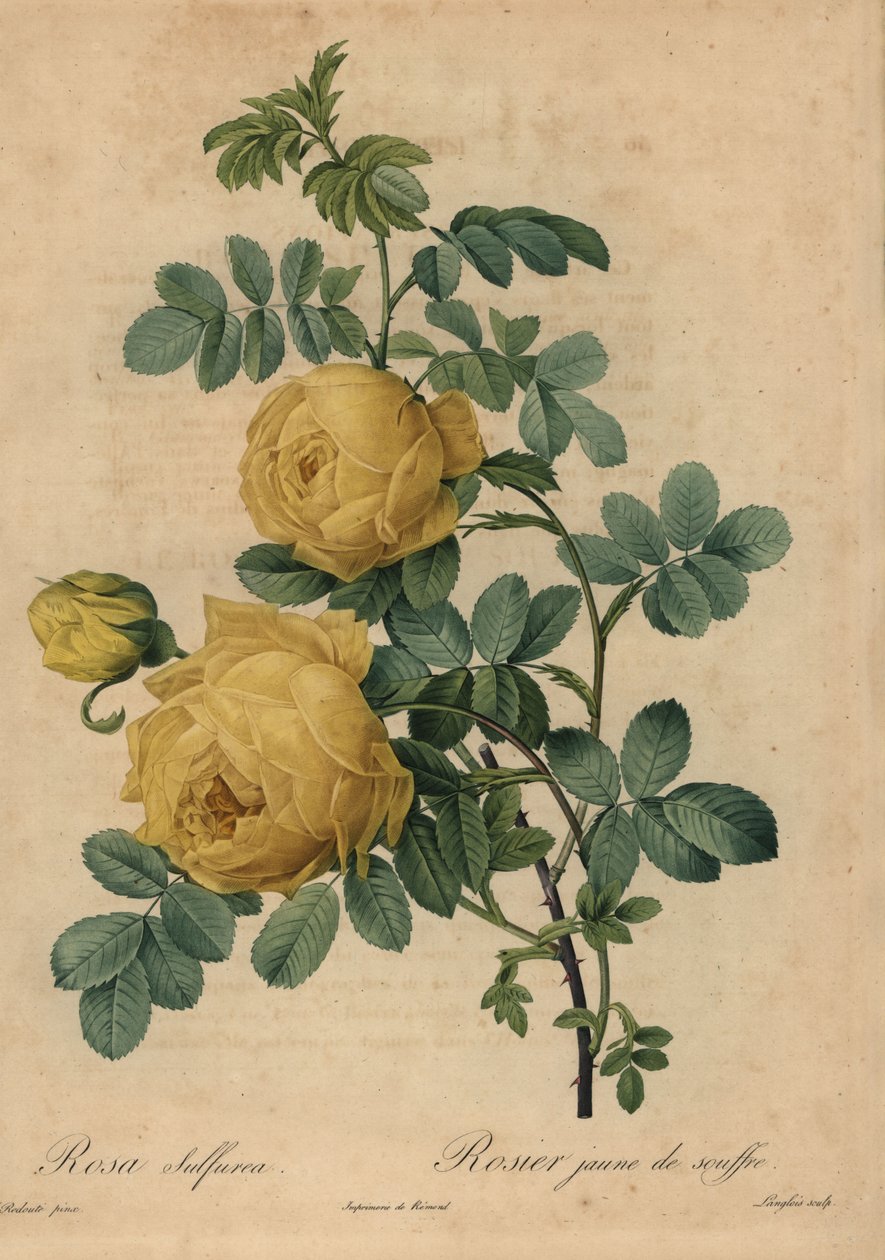 Gele zwavelroos, Rosa hemisphaerica door Pierre Joseph Redouté