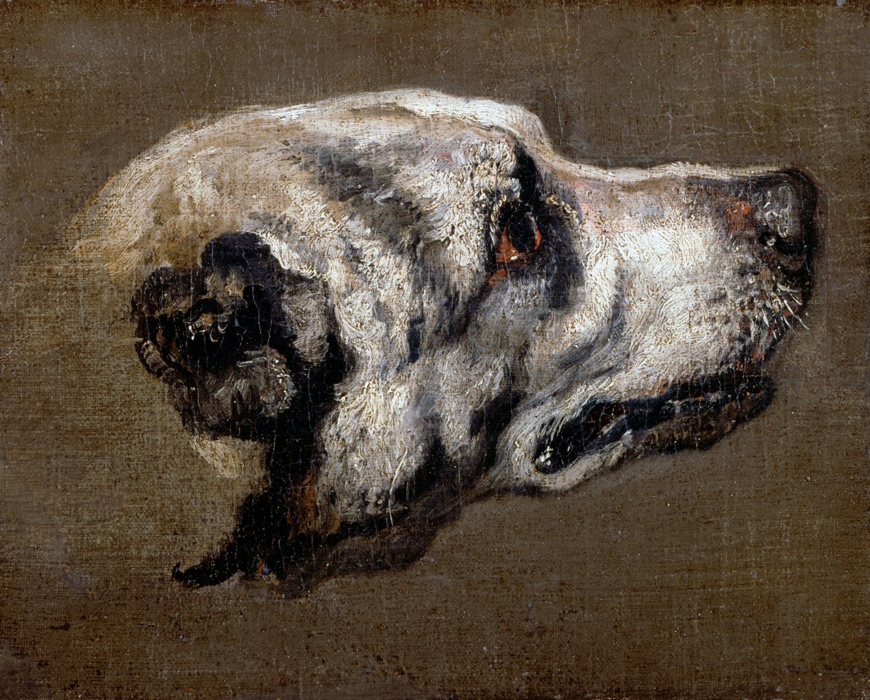Hoofd van een Hond door Pieter or Peter Boel