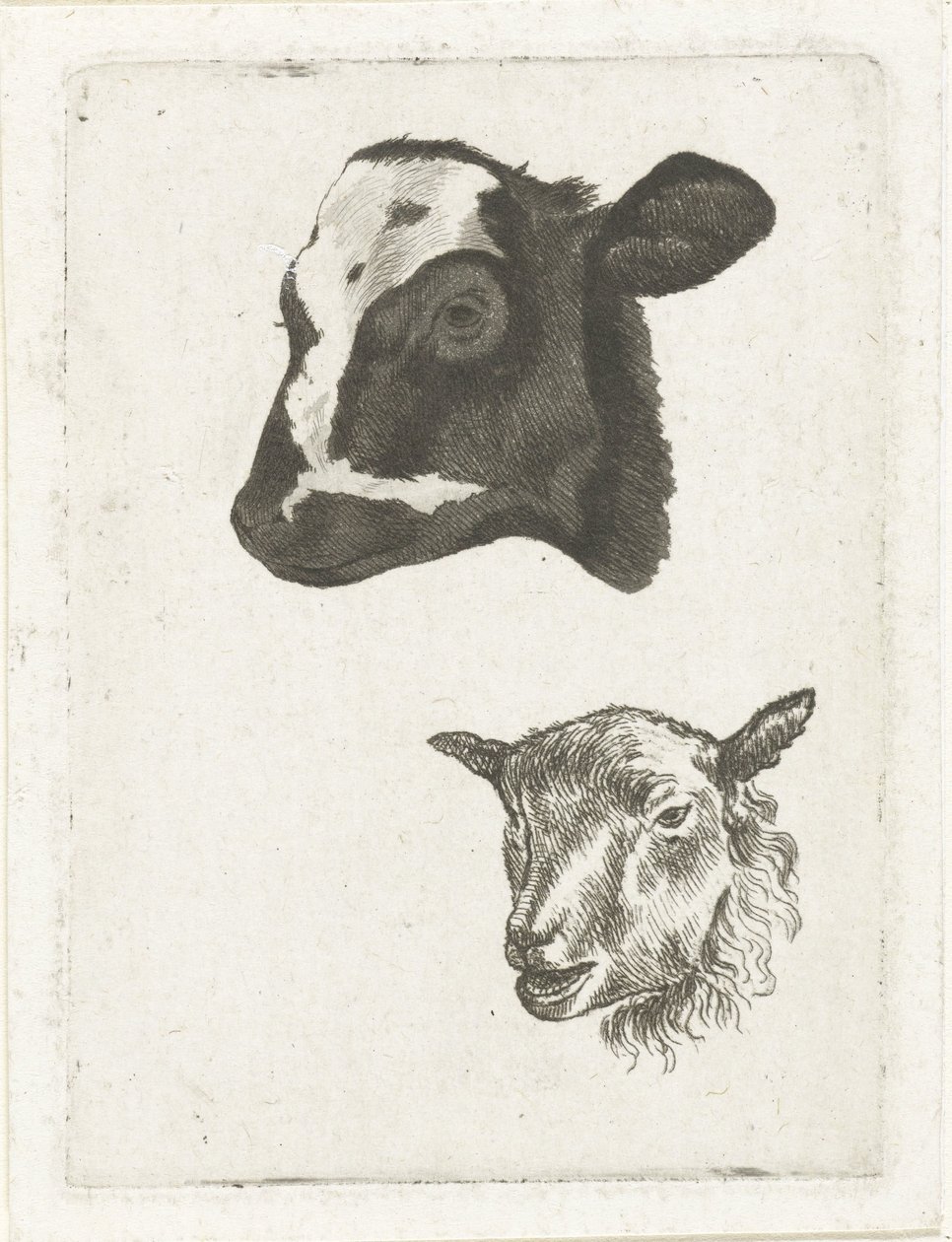Kop van zwartbont kalf en schaap door Pieter Barbiers (IV)