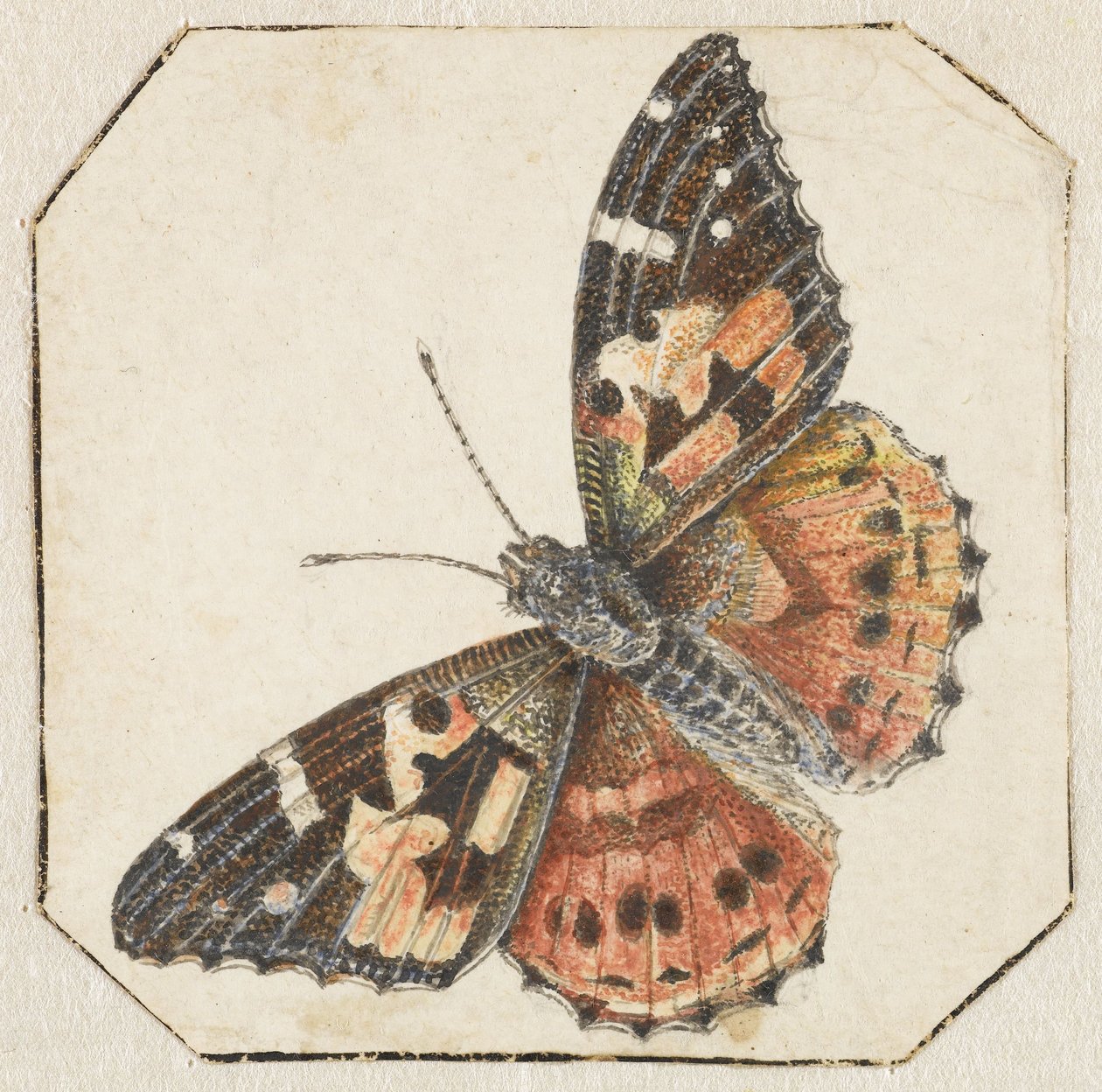 Distelvlinder (Vanessa cardui) door Pieter Barbiers (possibly)