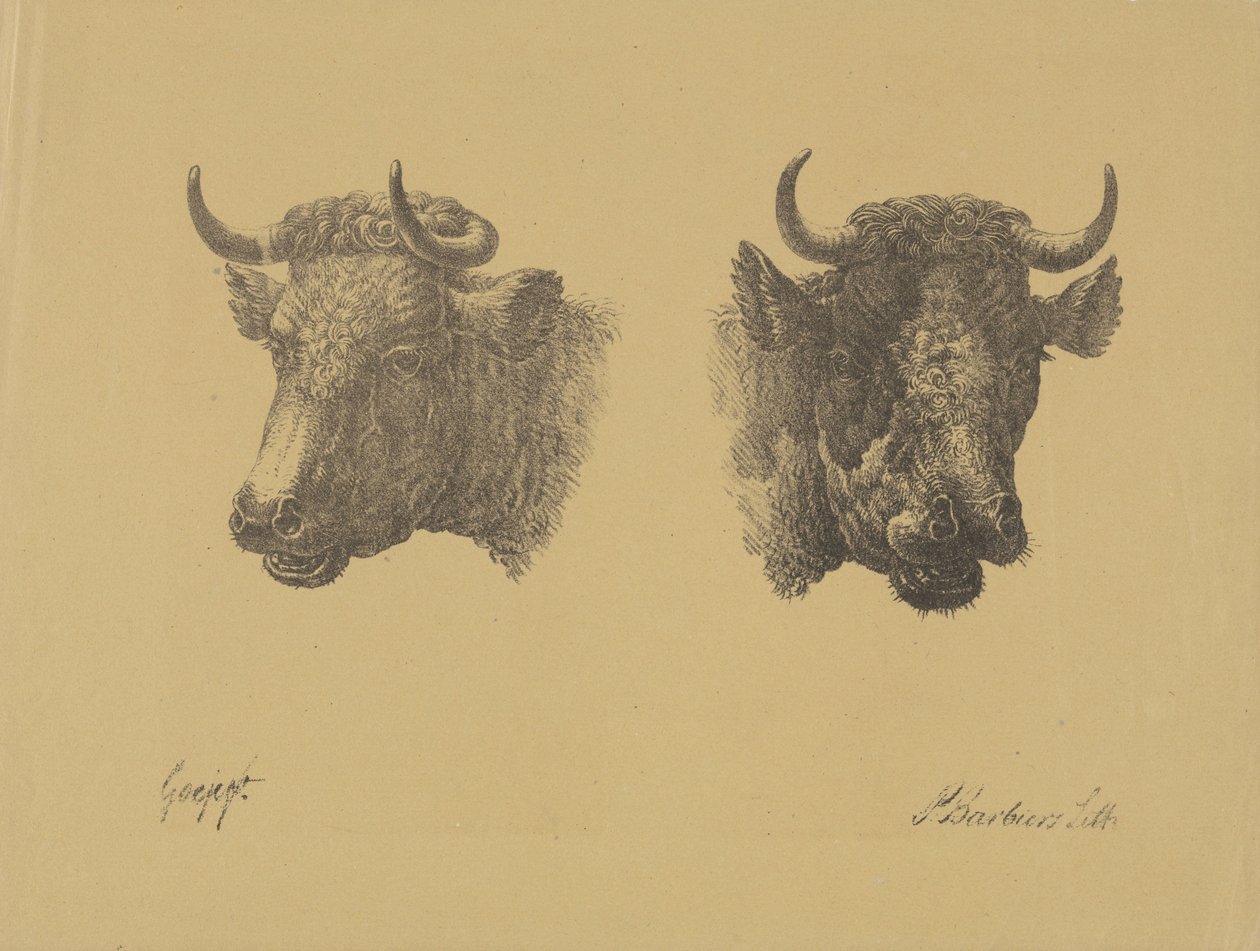 Twee stierenkoppen door Pieter Bartholomeusz. Barbiers