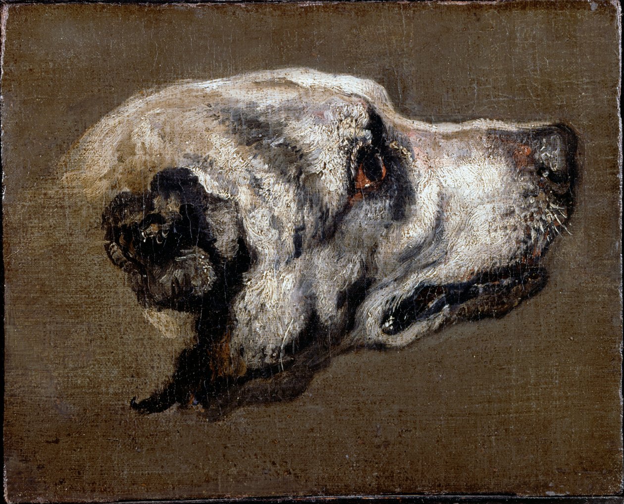 Hoofd van een hond door Pieter or Peter Boel
