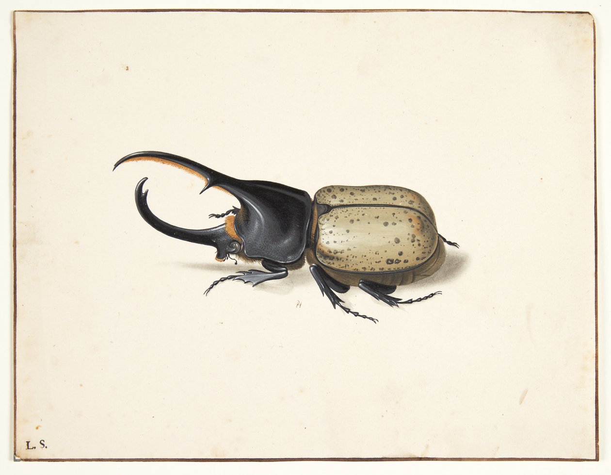 Een herkuleskever (dynastes hercules) door Pieter Holsteijn
