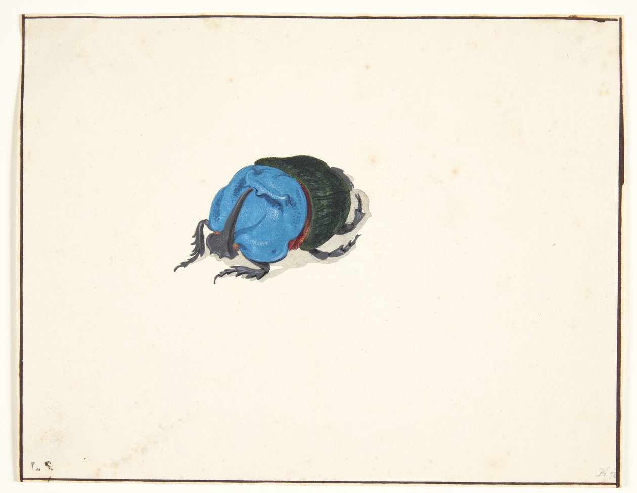 Een neushoornkever (scarabaeidae) door Pieter Holsteijn