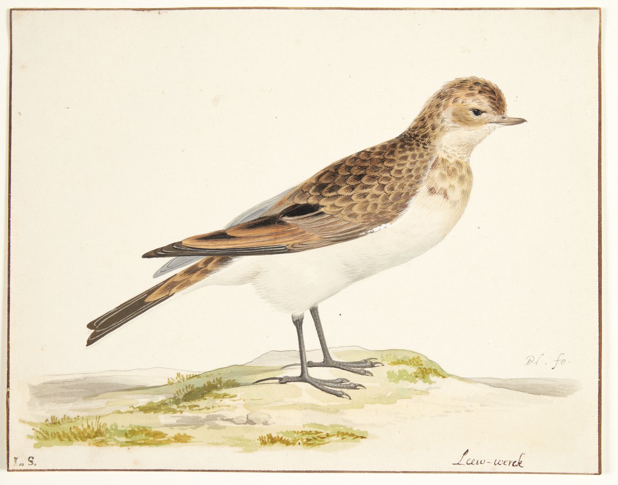 Een veldleeuwerik (alauda arvensis) door Pieter Holsteijn