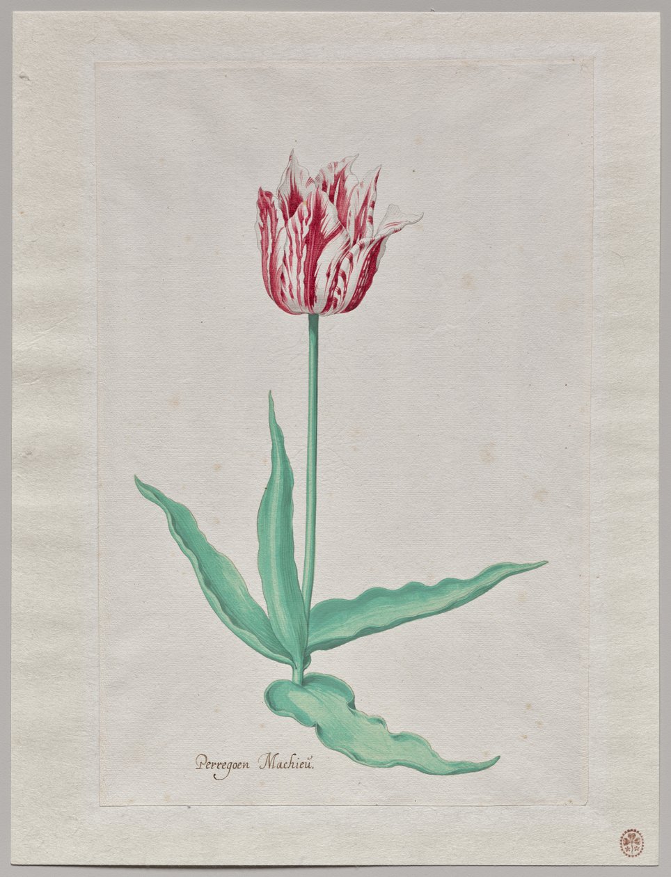Studie van een Tulp (Perregoen Machieu) door Pieter Holsteyn II