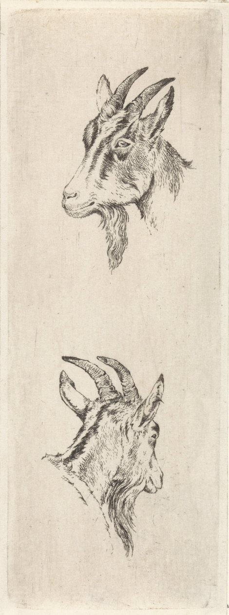 Bokkenkop door Pieter Janson