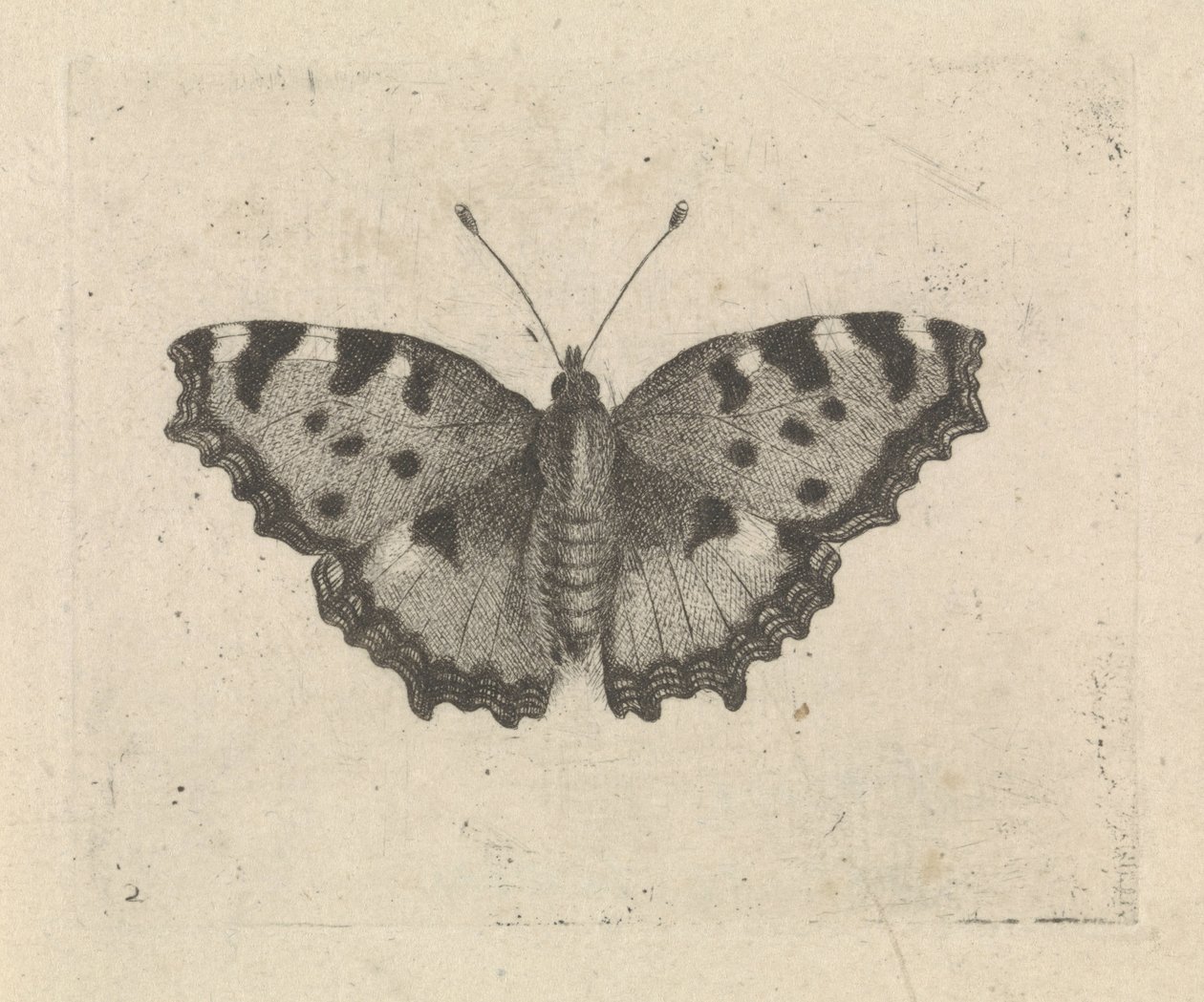 Vlinder door Pieter Lyonet