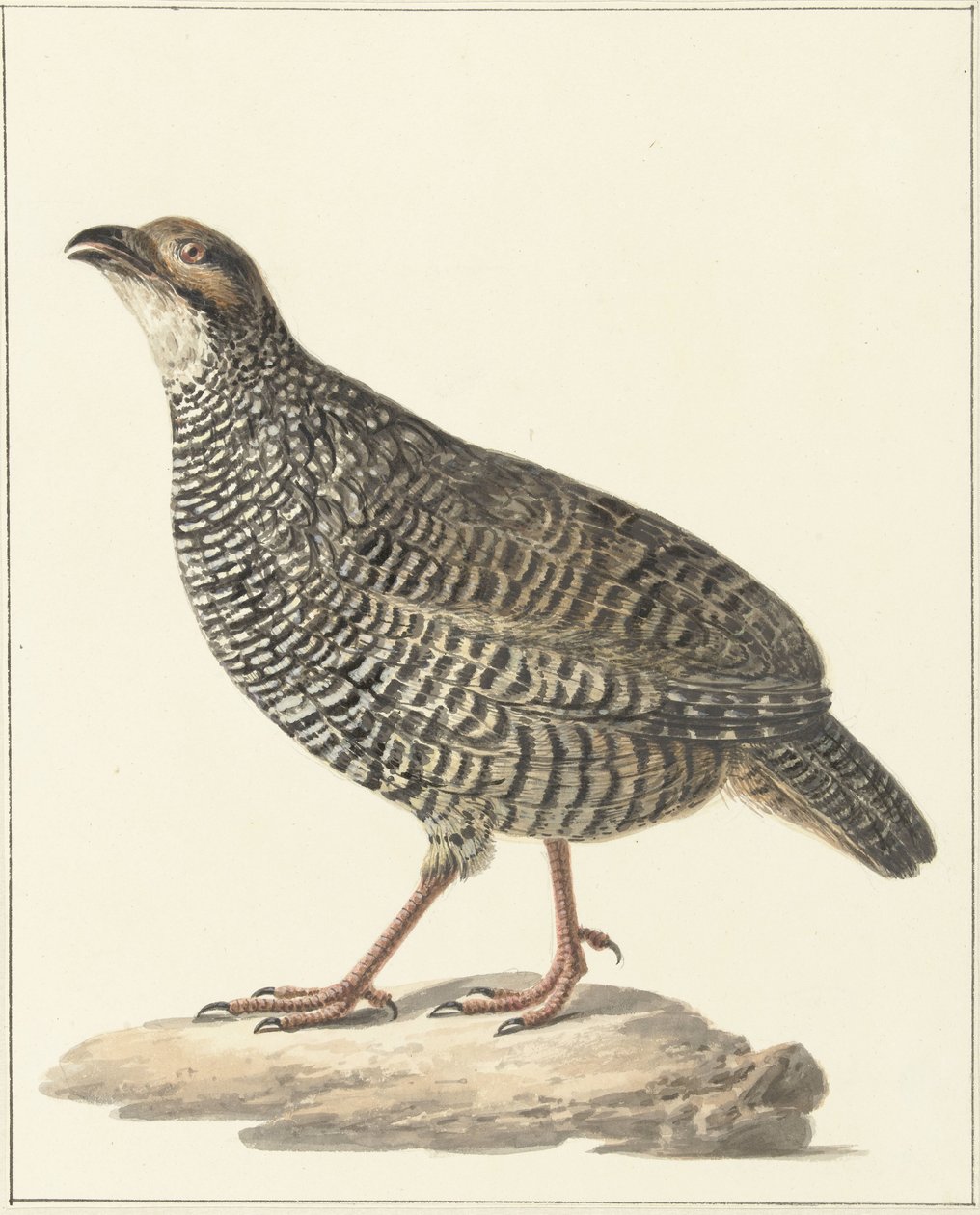 Chinese frankolijn (Excalfactoria chinensis) door Pieter Pietersz. Barbiers