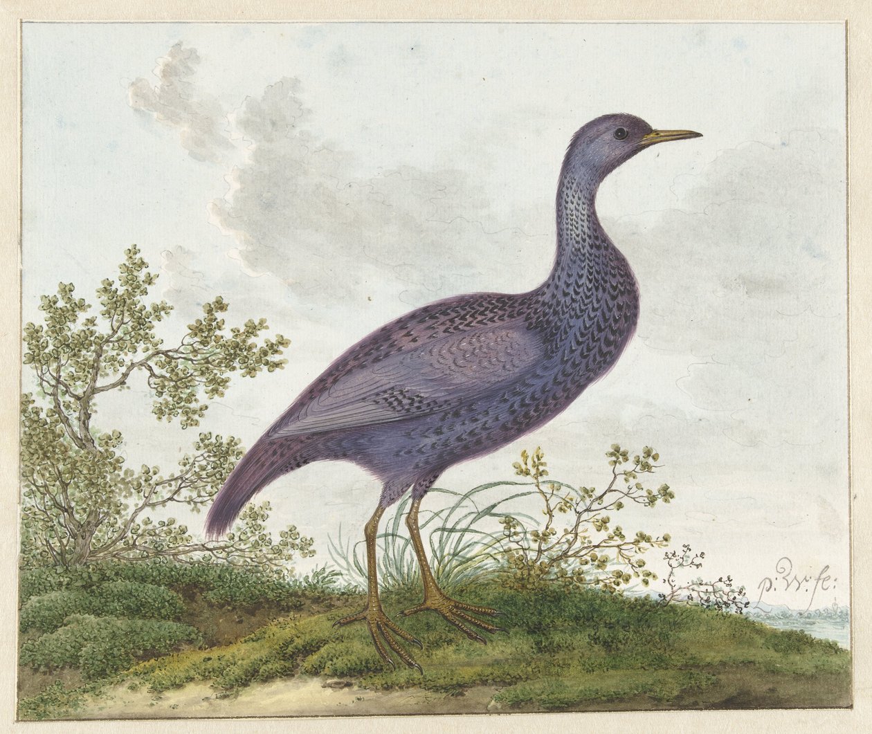 Spotted Crake (Porzana porzana)? door Pieter Withoos