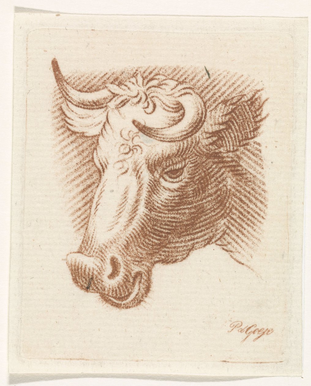 Kop van een stier door Pieter de Goeje
