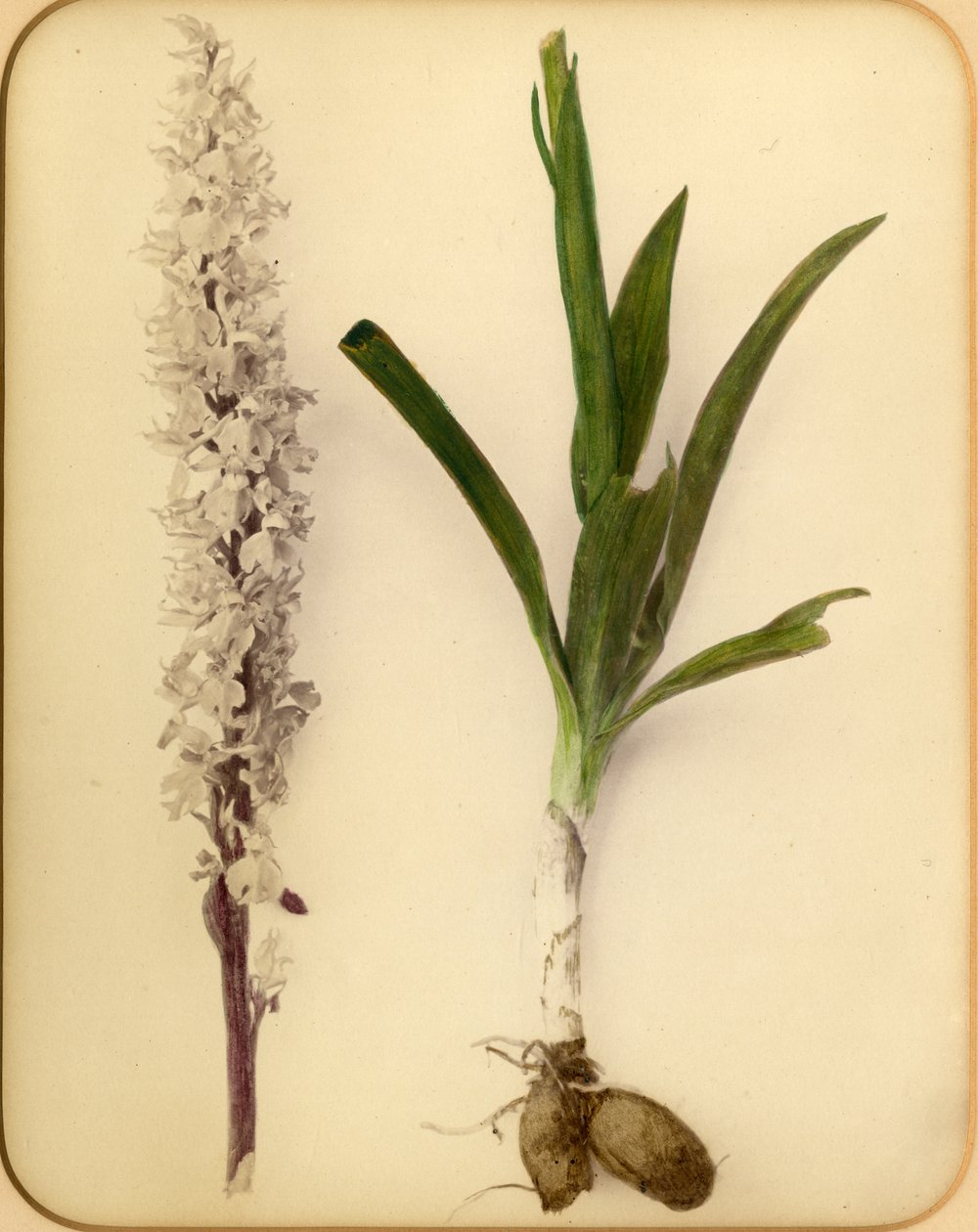 Bloem en bol, 1870s door Pietro Guidi