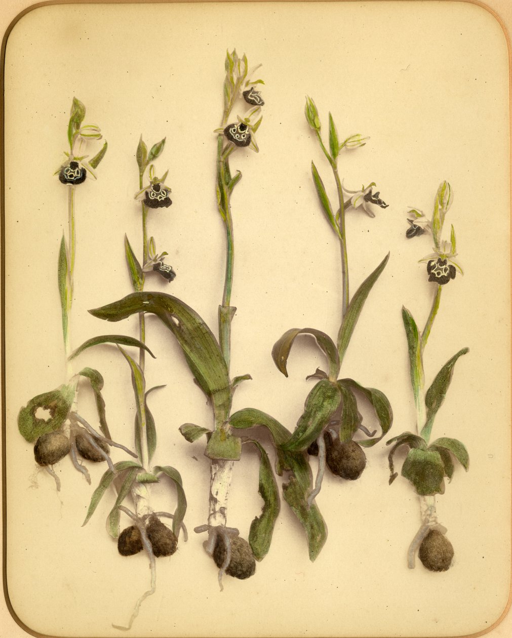 Wilde Orchidee, 1870s door Pietro Guidi