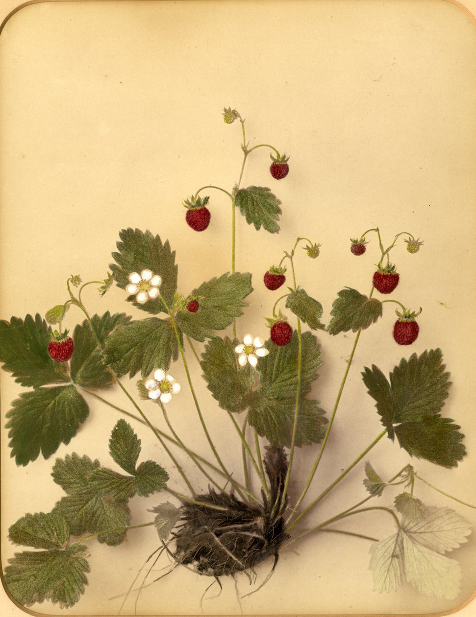 Wilde aardbeibloemen, 1870s door Pietro Guidi