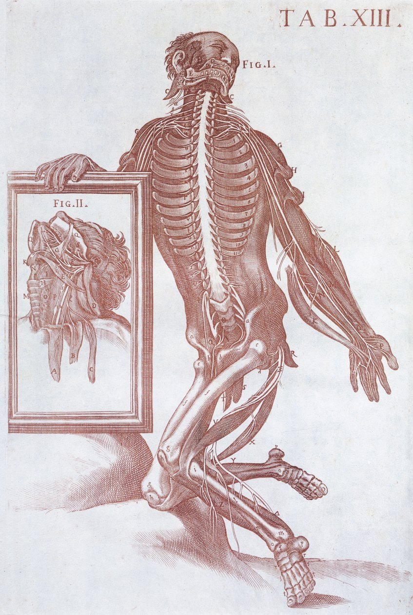 Anatomisch figuur, uit 