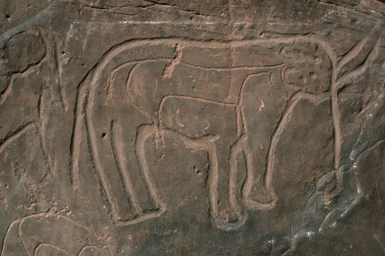 Mammoet (rotsgravure) door Prehistoric