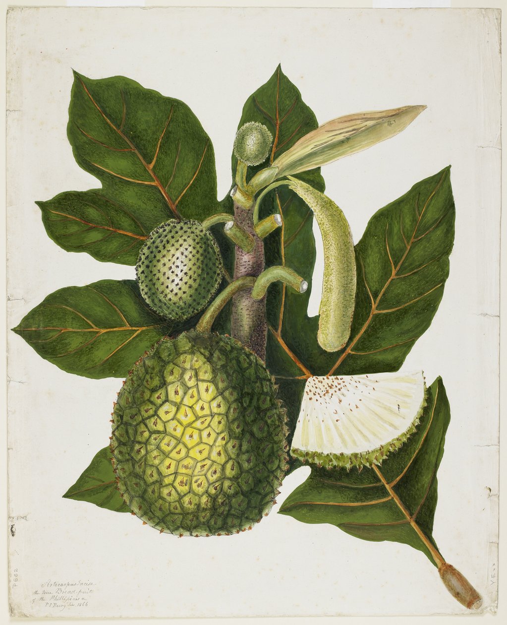 Artocarpus Incisa (De Ware Broodvrucht van de Filipijnen), december 1866 door Priscilla Susan Bury