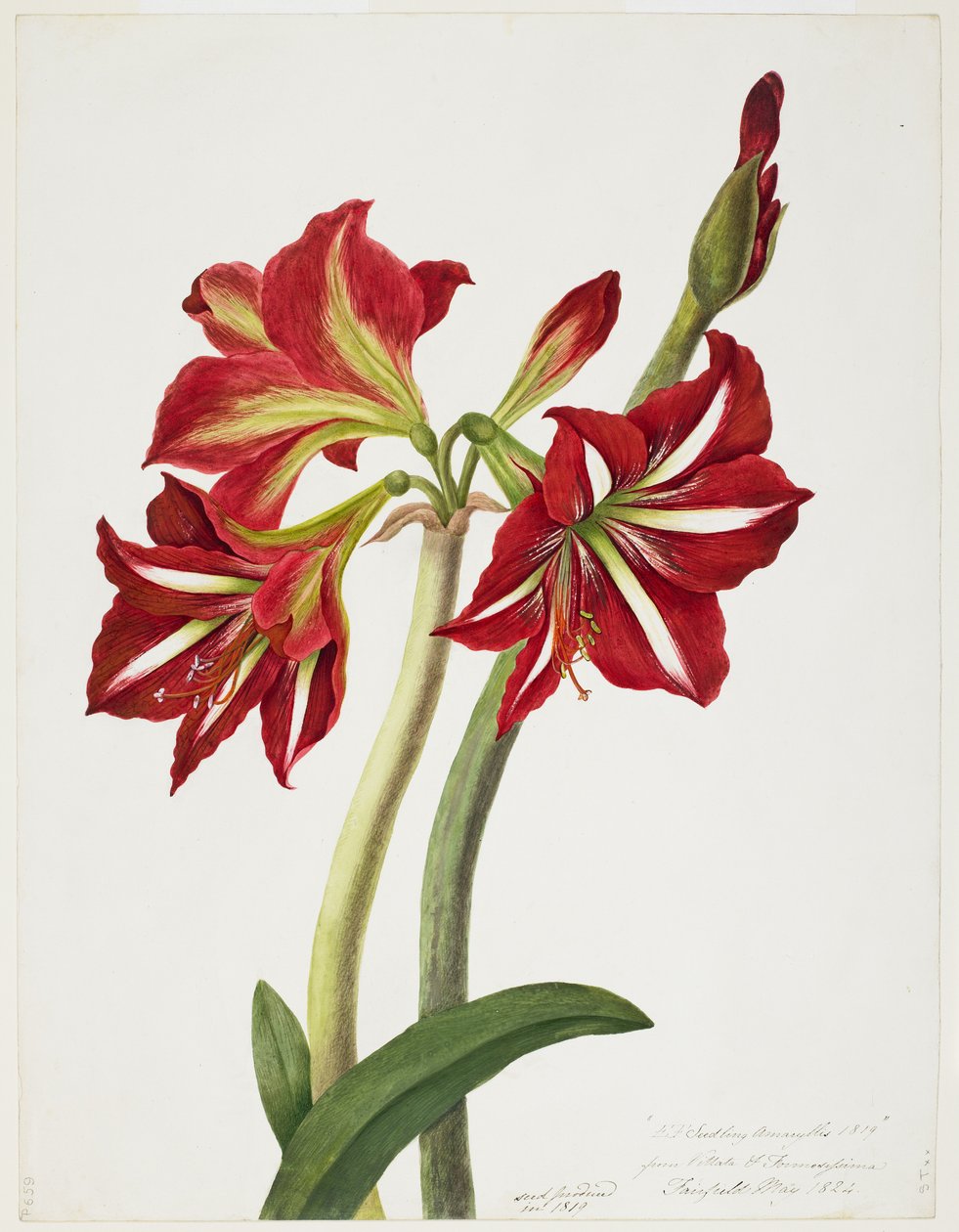 E.F. Zaailing Amaryllus, mei 1824 door Priscilla Susan Bury