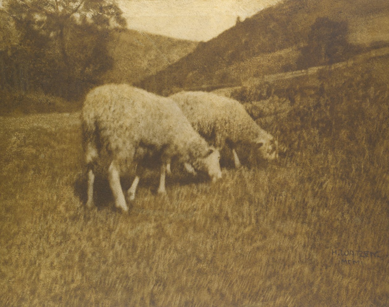Schapen door Professor Hans Watzek