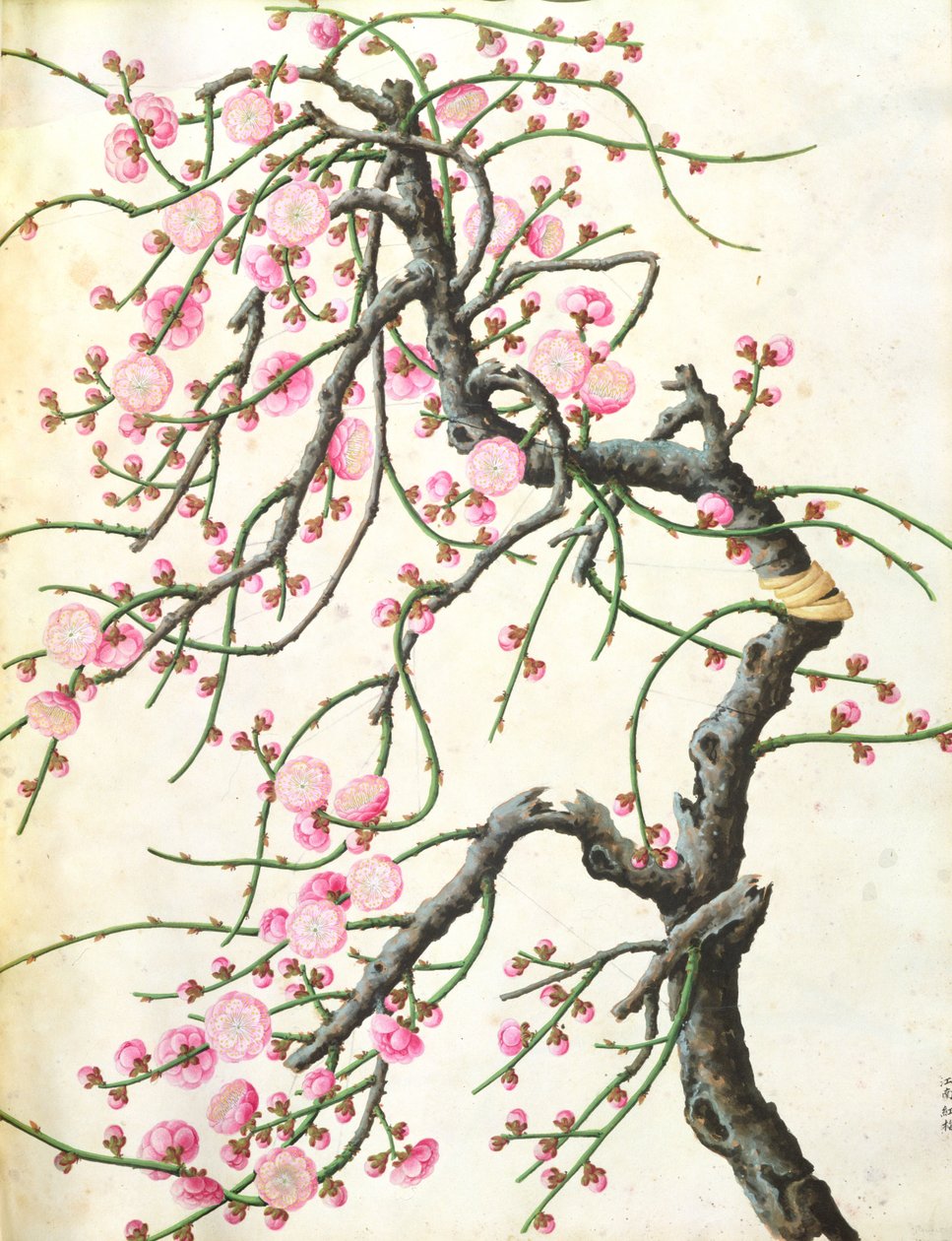 Perzikbloesem door Qing Dynasty Chinese School