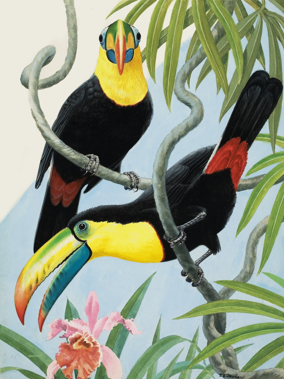 Vogels met grote snavels door R.B. Davis