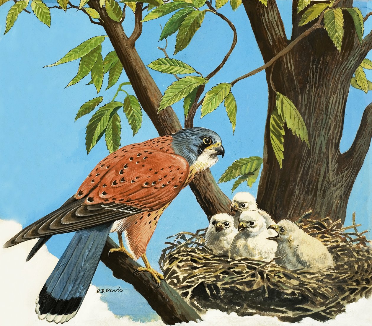 Torenvalk en kuiken door R.B. Davis