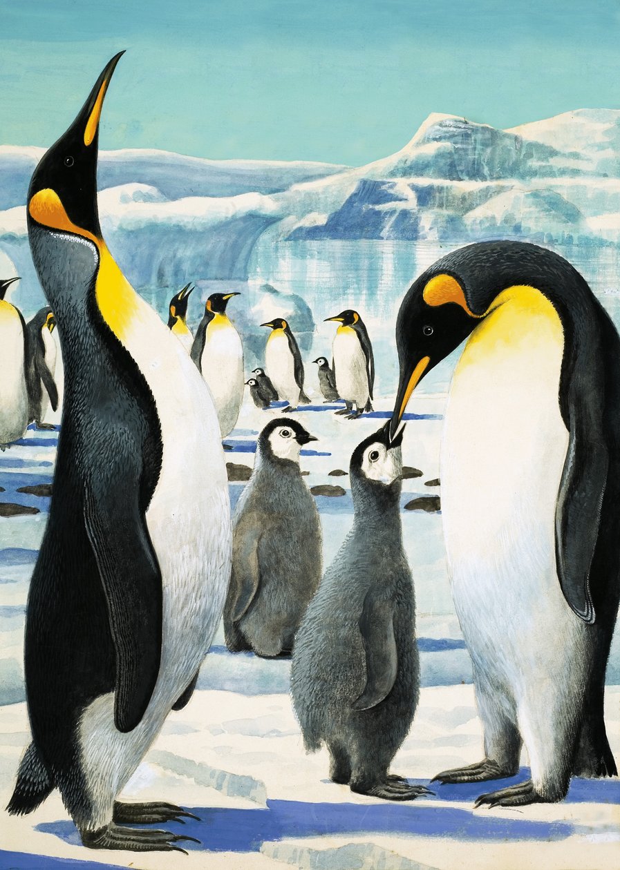 Koning Pinguïn door R.B. Davis