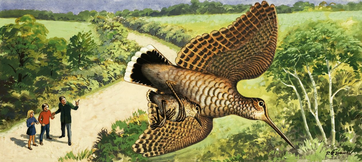 Kijken naar de natuur: De houtsnip door R.B. Davis