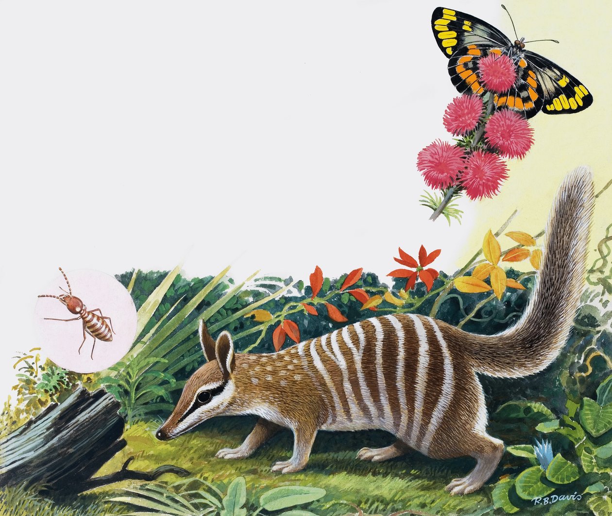 Numbat door R.B. Davis