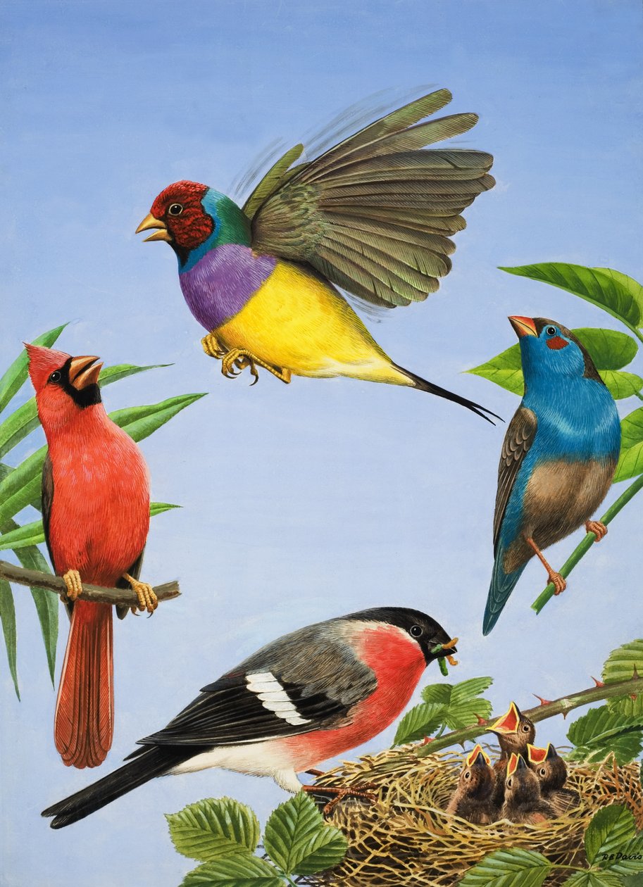Tropische vogels (gouache op papier) door R.B. Davis
