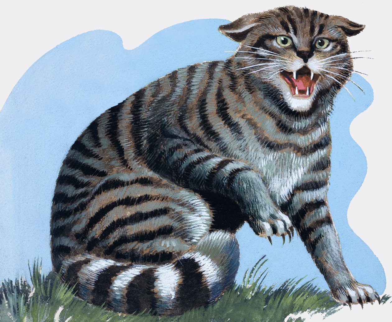Wilde kat, van 