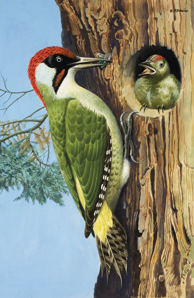 Woodpecker (gouache on paper) door R.B. Davis