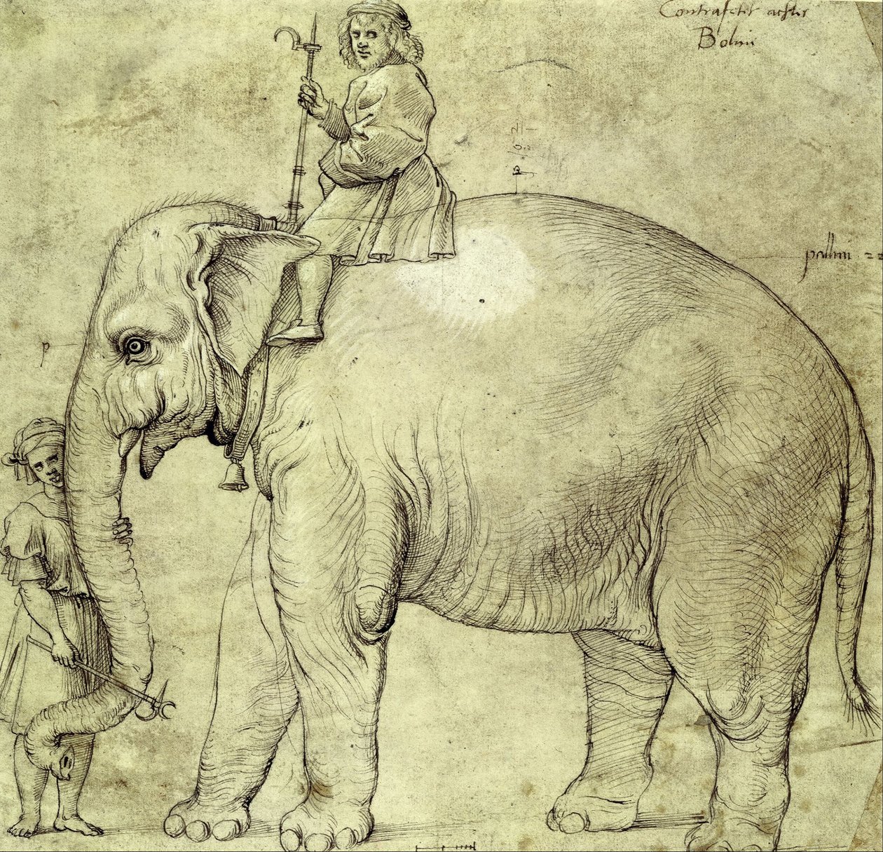 De Olifant Hanno door Raffaello Sanzio Raphael