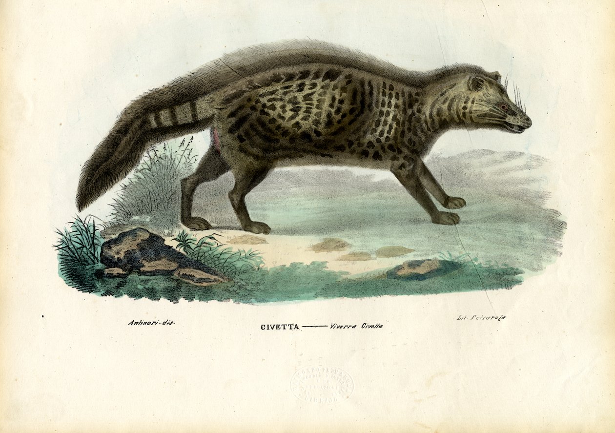 Afrikaanse Civetkat, 1863-79 door Raimundo Petraroja