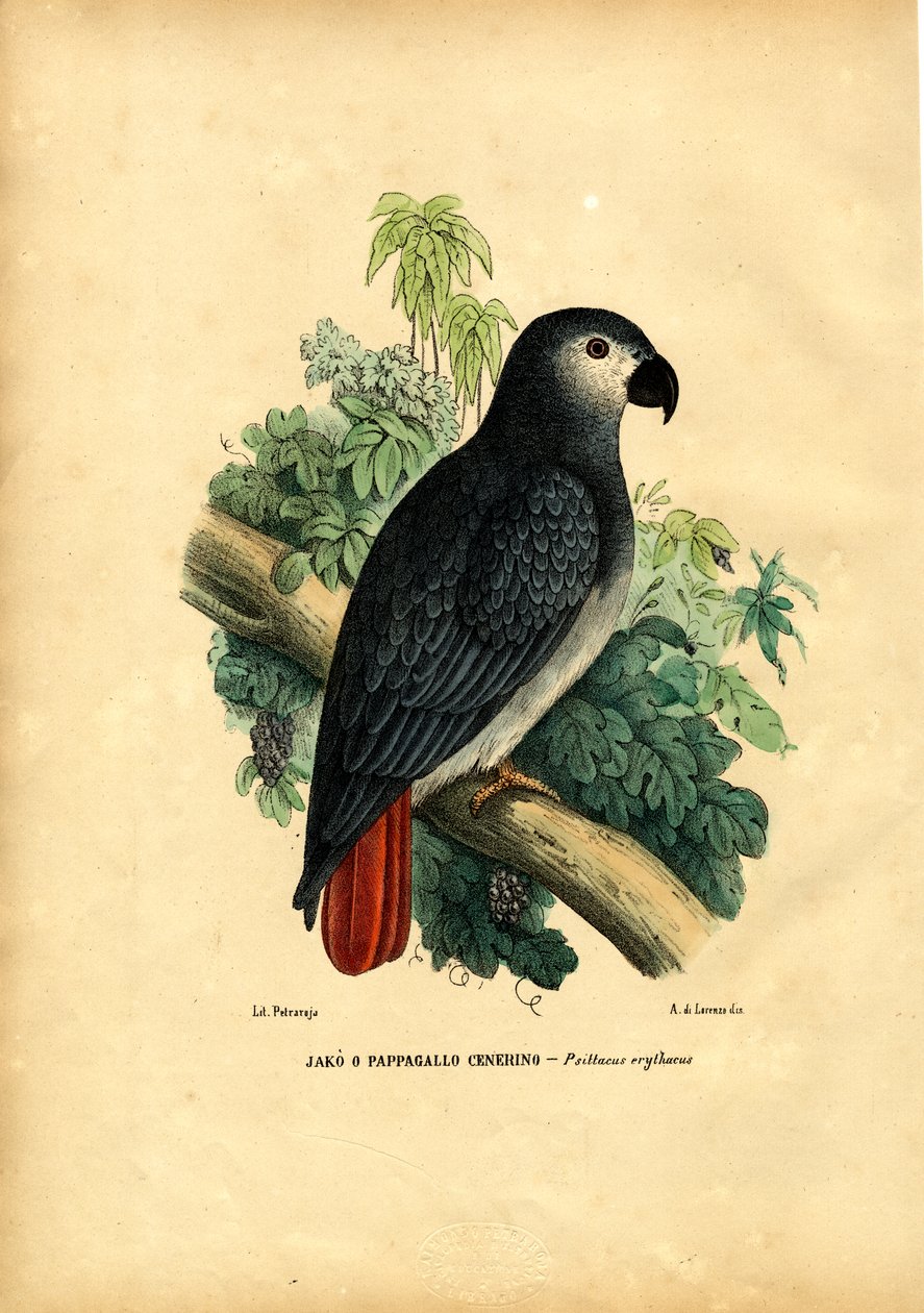 Afrikaanse grijze papegaai, 1863-79 door Raimundo Petraroja