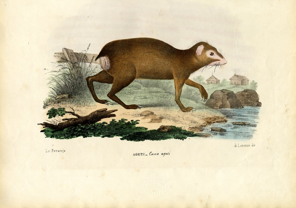 Agouti, 1863-79 door Raimundo Petraroja