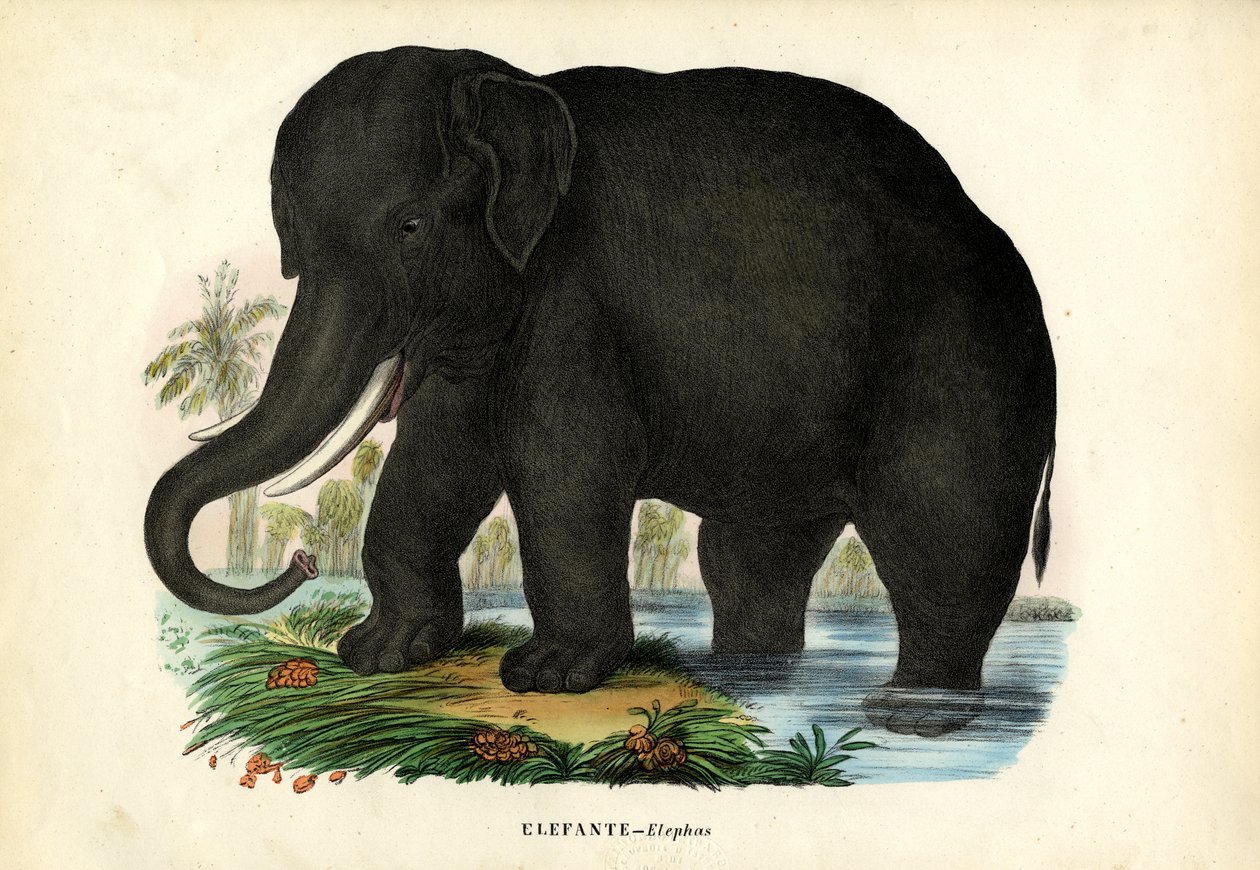 Aziatische olifant, 1863-79 door Raimundo Petraroja