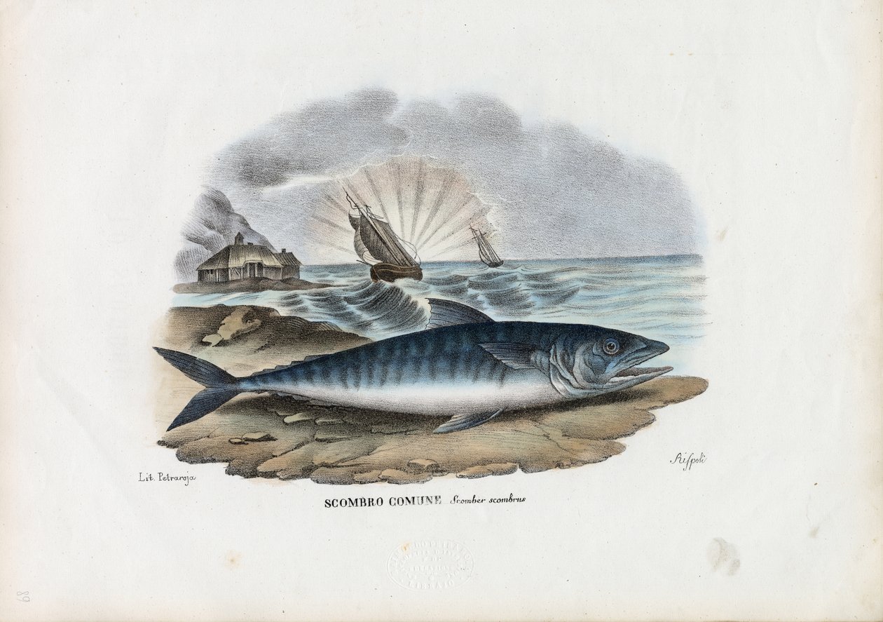 Atlantische makreel, 1863-79 door Raimundo Petraroja