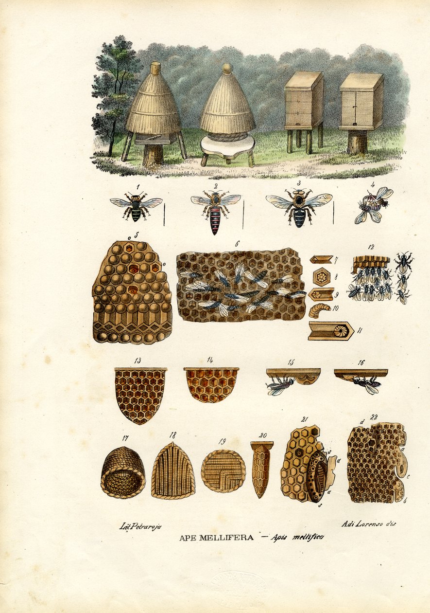 Bijen, 1863-79 door Raimundo Petraroja